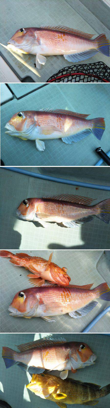 アマテラス 釣果