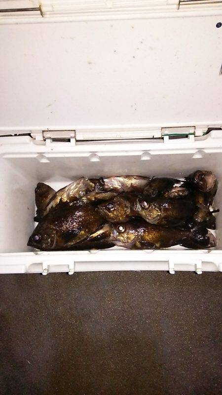 マリンガイド福丸 釣果