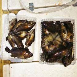 マリンガイド福丸 釣果