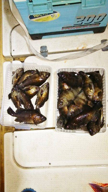 マリンガイド福丸 釣果