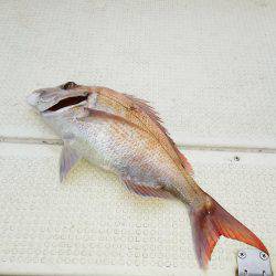 マリンガイド福丸 釣果