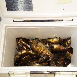 マリンガイド福丸 釣果