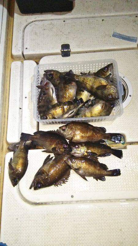 マリンガイド福丸 釣果