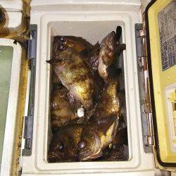 マリンガイド福丸 釣果