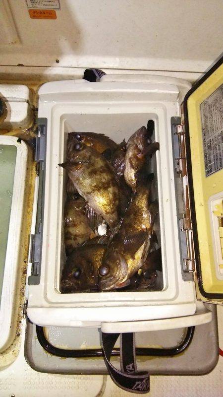 マリンガイド福丸 釣果