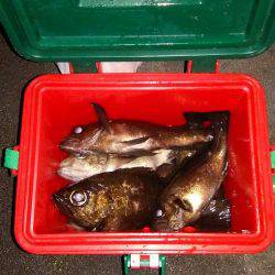 マリンガイド福丸 釣果