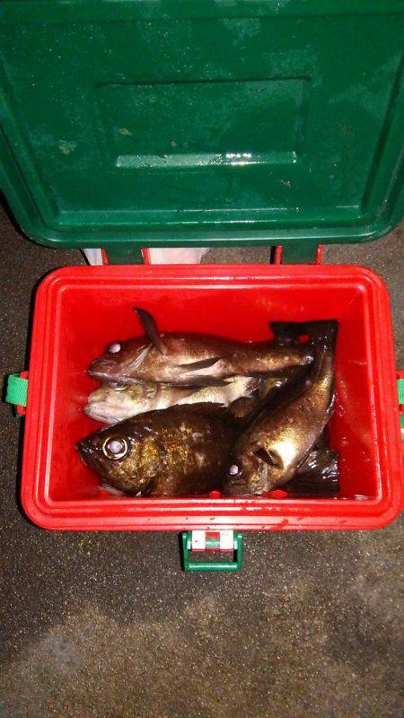 マリンガイド福丸 釣果