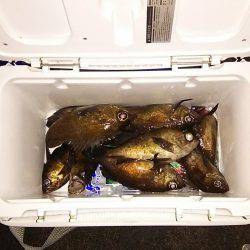 マリンガイド福丸 釣果