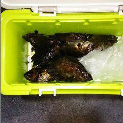 マリンガイド福丸 釣果