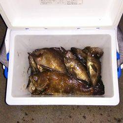 マリンガイド福丸 釣果