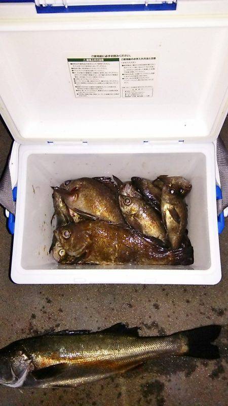 マリンガイド福丸 釣果