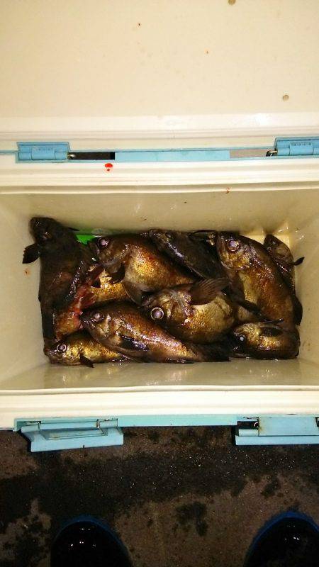 マリンガイド福丸 釣果