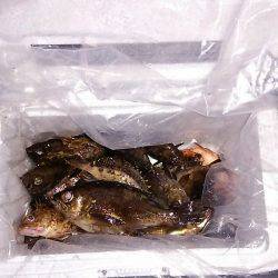 マリンガイド福丸 釣果