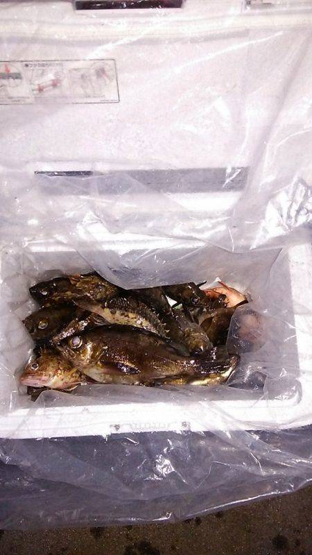 マリンガイド福丸 釣果