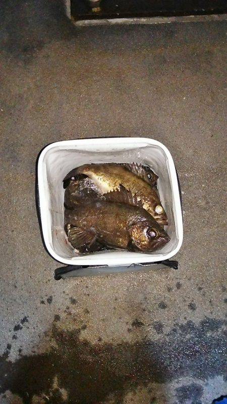 マリンガイド福丸 釣果