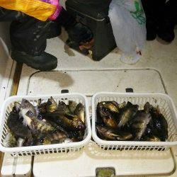 マリンガイド福丸 釣果