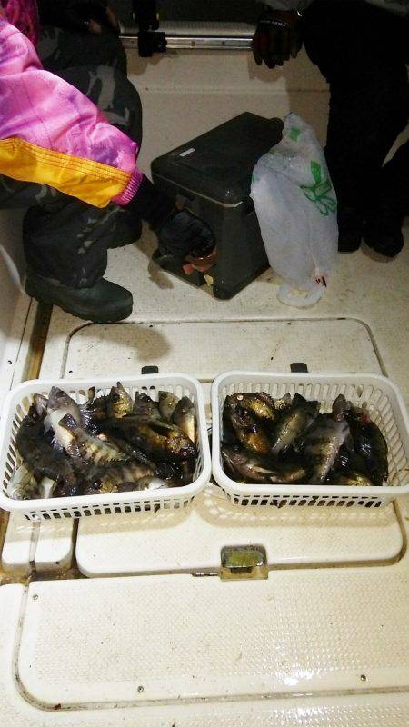 マリンガイド福丸 釣果