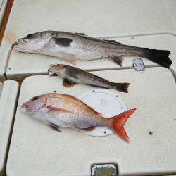 マリンガイド福丸 釣果