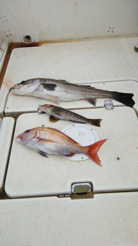 マリンガイド福丸 釣果