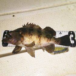 マリンガイド福丸 釣果