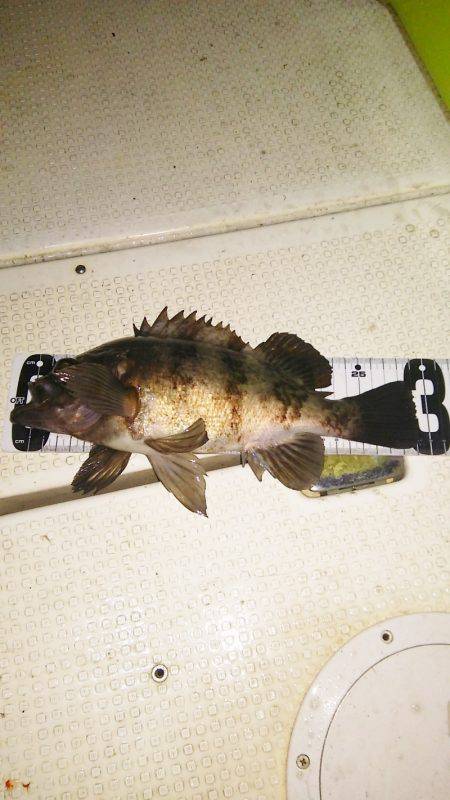 マリンガイド福丸 釣果