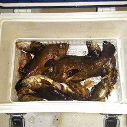 マリンガイド福丸 釣果