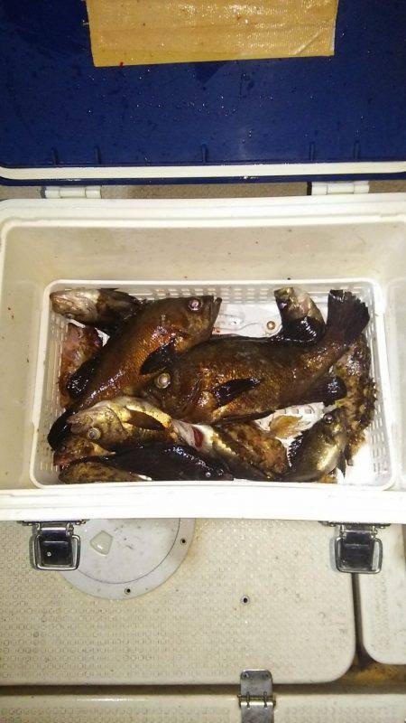 マリンガイド福丸 釣果