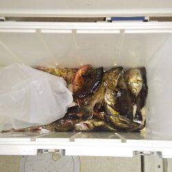 マリンガイド福丸 釣果