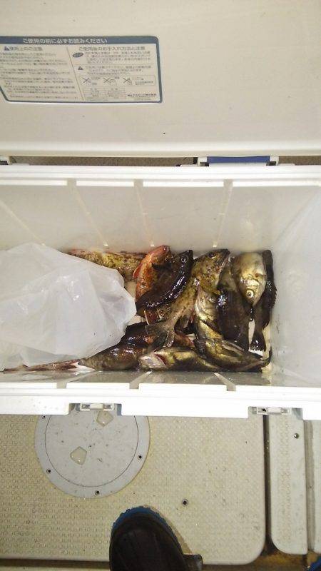 マリンガイド福丸 釣果