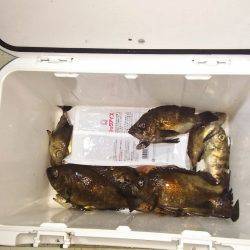 マリンガイド福丸 釣果