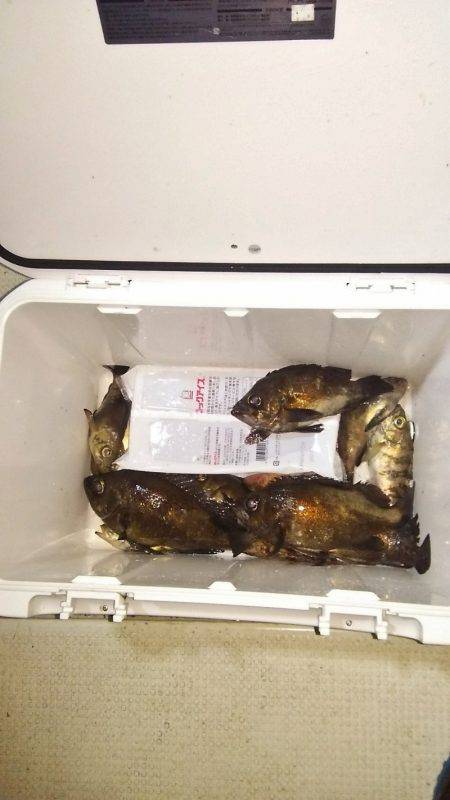 マリンガイド福丸 釣果