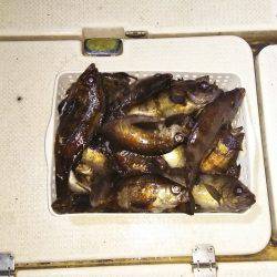 マリンガイド福丸 釣果