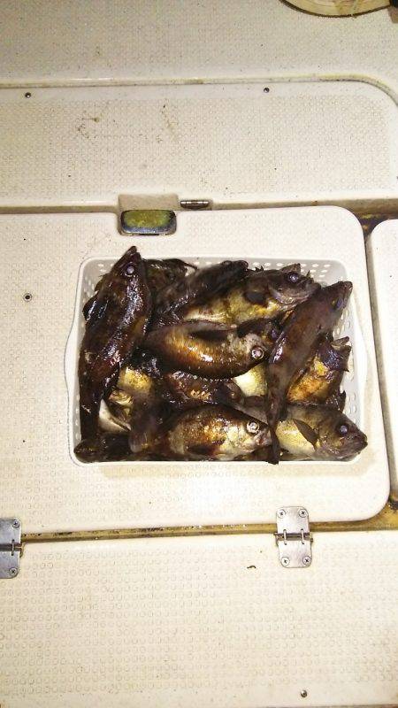 マリンガイド福丸 釣果