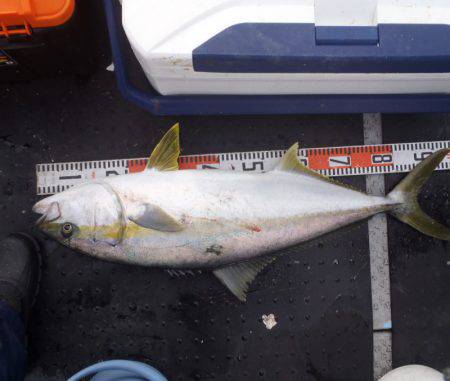 第二龍勢丸 釣果