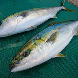 まるいち丸 ZERO-1 釣果