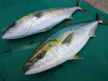 まるいち丸 ZERO-1 釣果