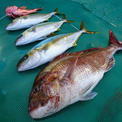 まるいち丸 ZERO-1 釣果