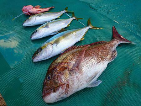 まるいち丸 ZERO-1 釣果