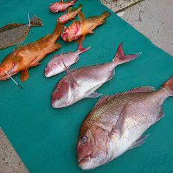 まるいち丸 ZERO-1 釣果