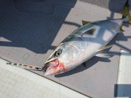 まるいち丸 ZERO-1 釣果