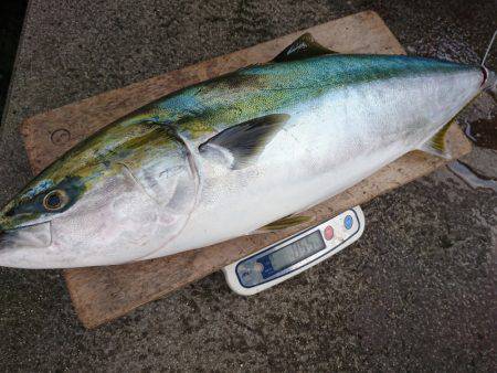 まるいち丸 ZERO-1 釣果