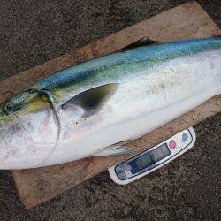 まるいち丸 ZERO-1 釣果