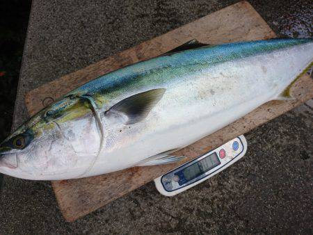 まるいち丸 ZERO-1 釣果