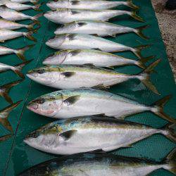 まるいち丸 ZERO-1 釣果