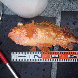 第二龍勢丸 釣果