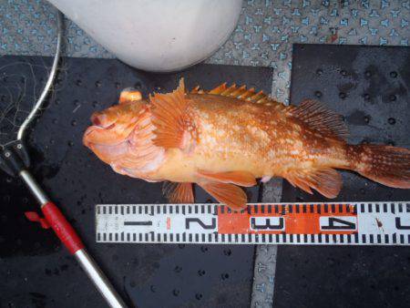 第二龍勢丸 釣果