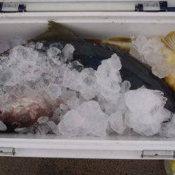 第二龍勢丸 釣果