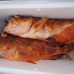 第二龍勢丸 釣果