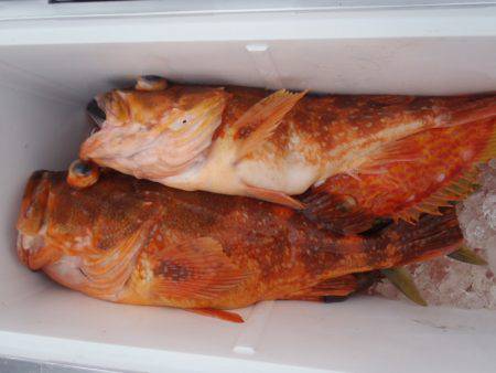 第二龍勢丸 釣果