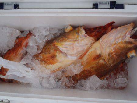 第二龍勢丸 釣果